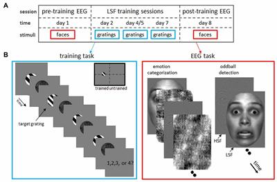 Spatial Frequency Training Modulates Neural Face Processing: Learning Transfers from Low- to High-Level Visual Features